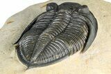 Fossil Zlichovaspis Trilobite - Atchana, Morocco #382824-4